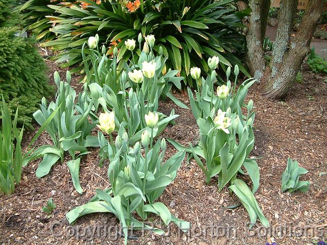 Tulips Eden garden